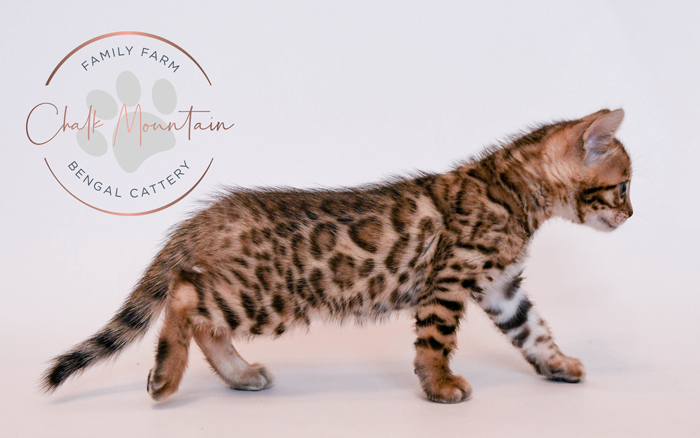 Bengal kitten for sale